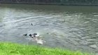 🔥 A handful of Otters started appearing in Singapore's waters couple years back. Today there are Otter gang wars
