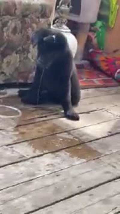 My friends new pup is still learning this walking thing