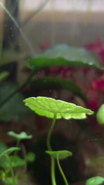 Aquatic plant producing oxygen.