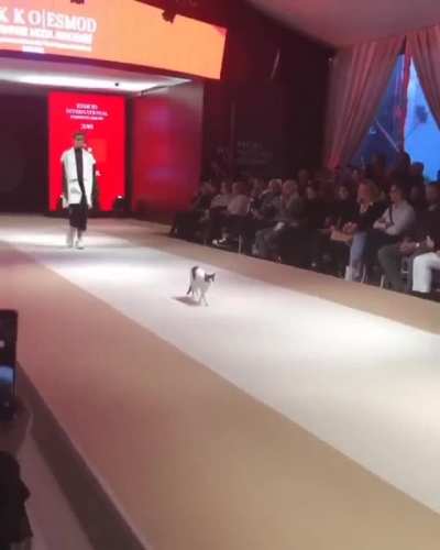 Least fashionable Turkish cat