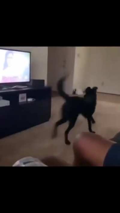 Pupper just want to play