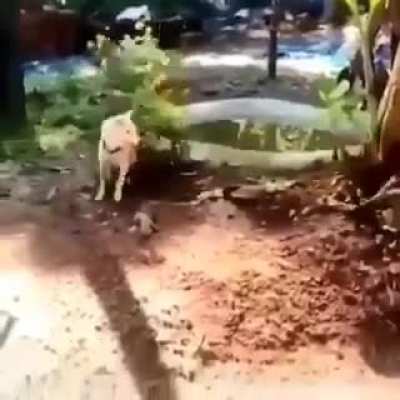Почти как Чак Норрис