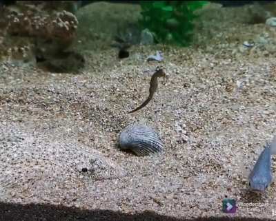 Little seahorse wandering around