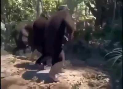 Monkeys do be vibing