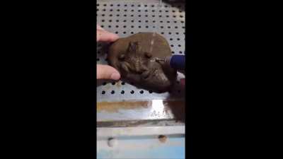 Carving a frog into a hyper-realistic rock
