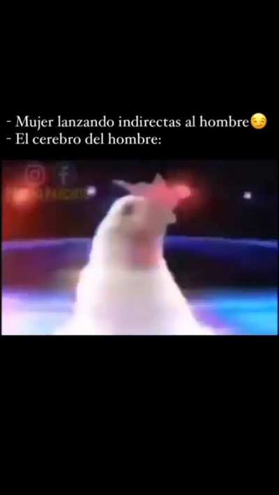 Mi serebro todo el dia