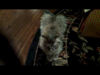 Squeaker