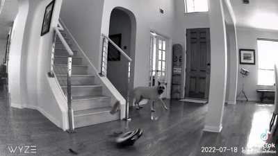 Roomba said “NO ONE HELPS ME CLEAN THIS HOUSE IM DONE”