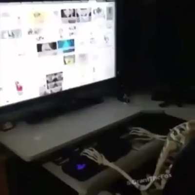 Skeleton