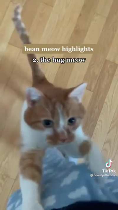 Meow highlights
