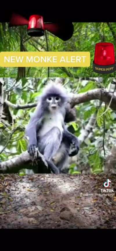 New monkey