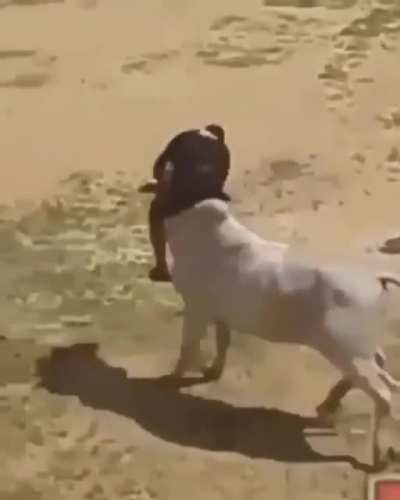 Handstand vs bull