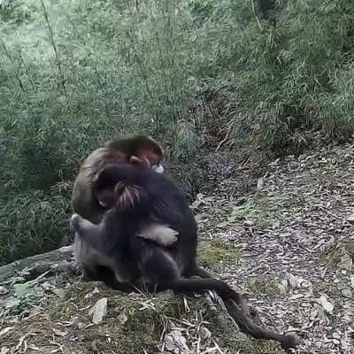 Обнимашки