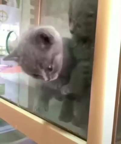 Someone once told me that if a cat’s head can fit throu...