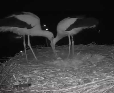 Egg laying happiness clicks