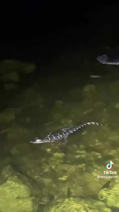 Blursed Everglades