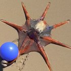 Octopus playing with ball....