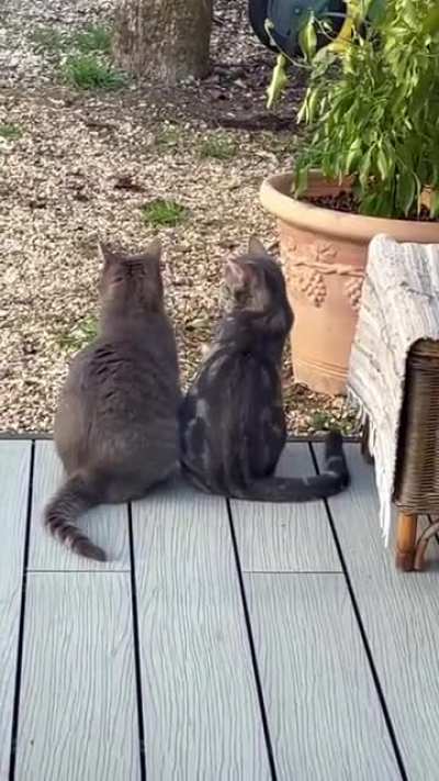 Pretty good smoochie frens