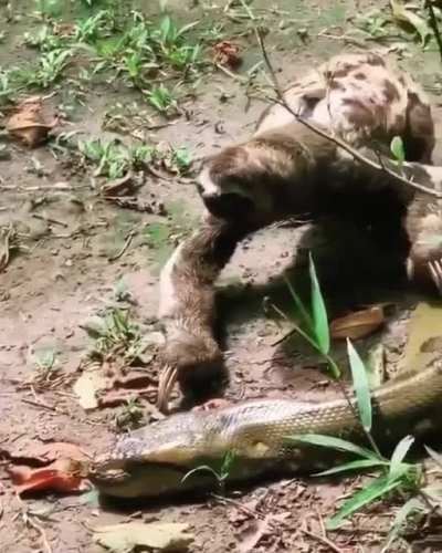 A sloth and an anaconda cross paths