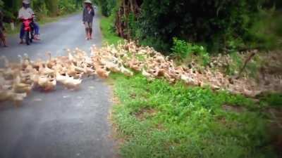 River of ducks completely block the road
