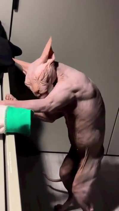 Natty or not?