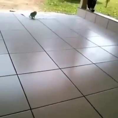 Vai a merda!