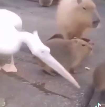 F