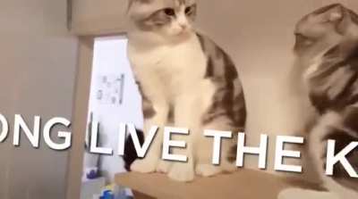 the lion king remake is so realistic