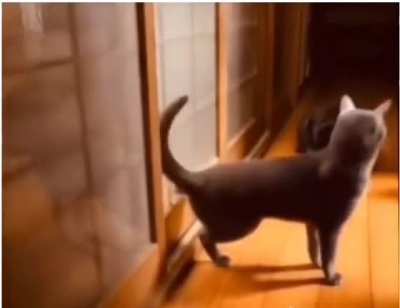 Cat knocking the door like satan