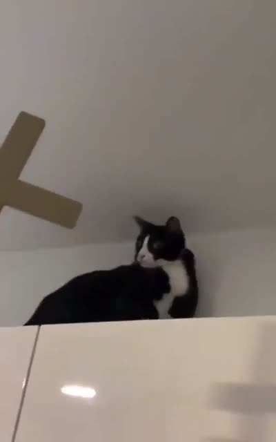 This is how a broken cat would look like...