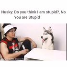 good dogo is smart dogo