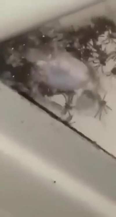 My firrst time posting. I hope the scream was perfectly cut.