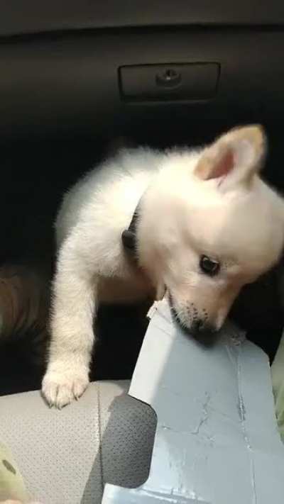 Baby Finnley being scared by a sneeze