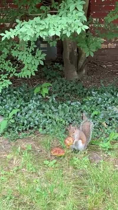 That’s awesome 🍄 🐿