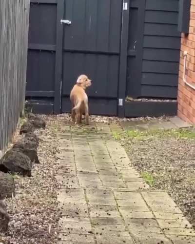 Dog waiting for owner at wrong gate until he realized
