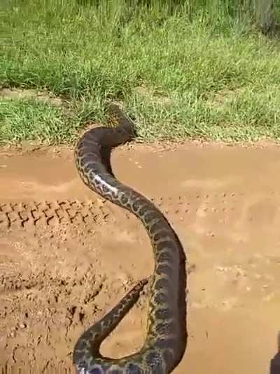 El Ibera, Corrientes y su fauna
