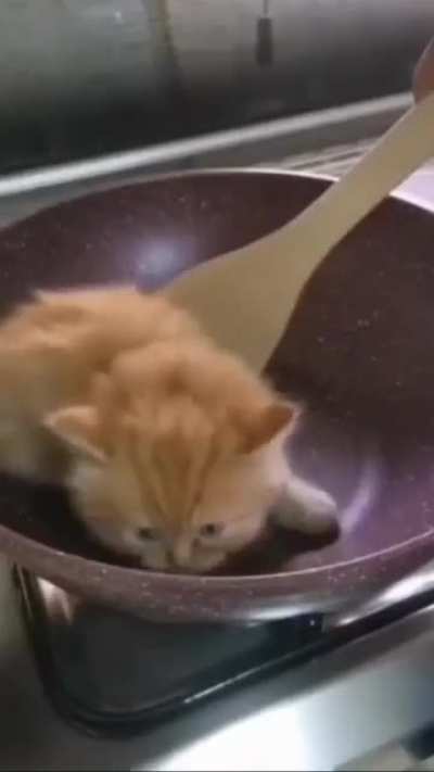 kitty no