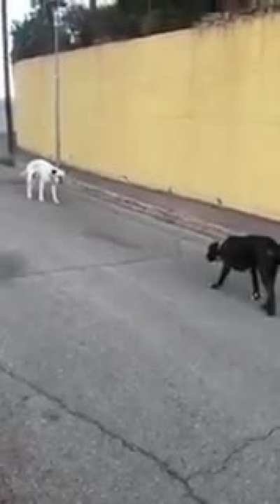 The duel