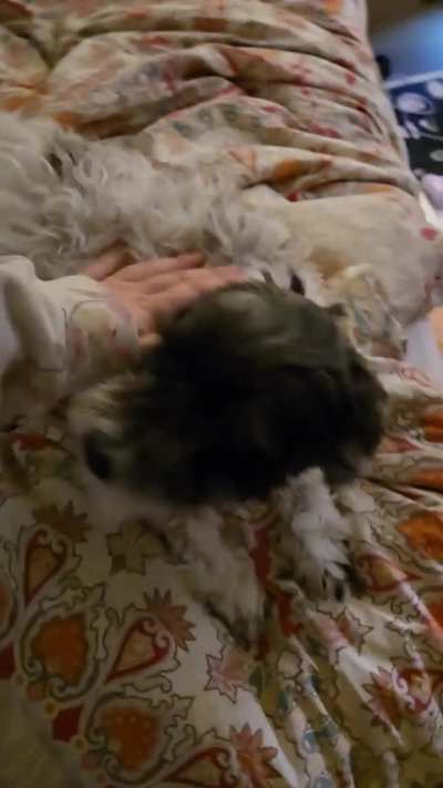 I now bring you: Stella's dramatic crying post me coming home