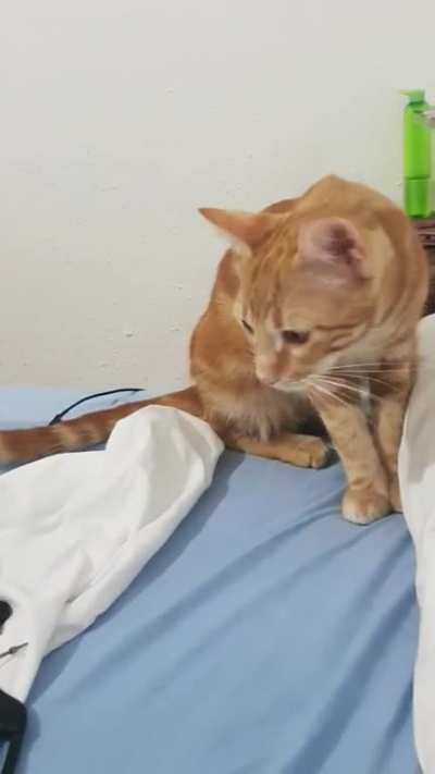 Simba making a swift exit to the cat dimension after a shocking comb attack!