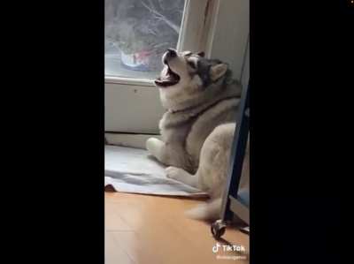 Husky’s can break the sound barrier