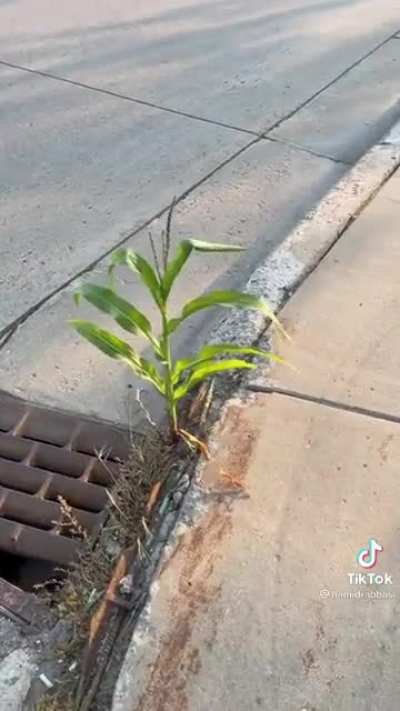 A corn!