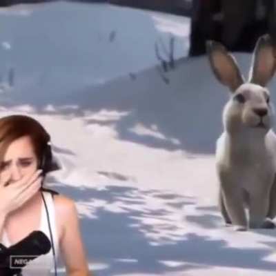 Cutest bunny you've ever seen in your entire life