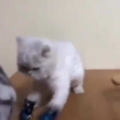 Cat boxing