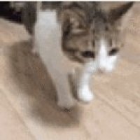 this cat is