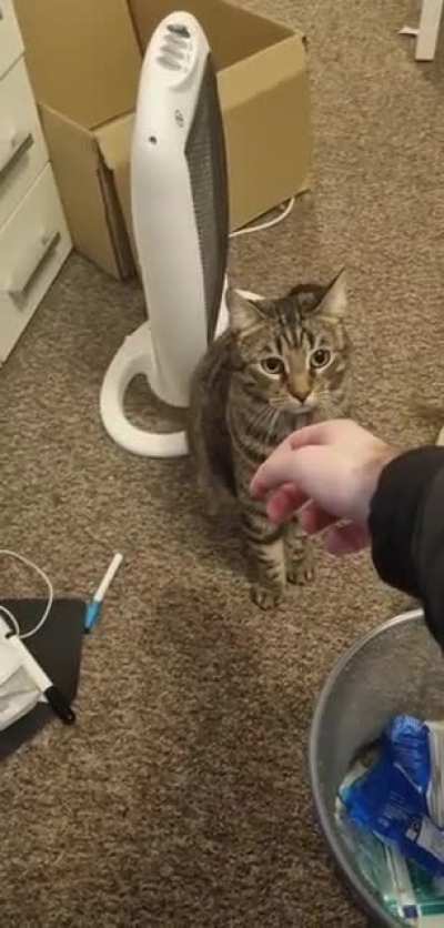 Ladies and gentlemen my cat bitting me causing me to stop recording