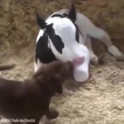 Dogs are no longer man’s best friend