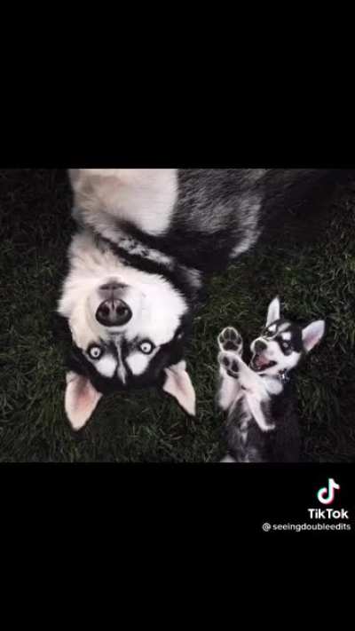 Art of dogs with themselves as puppies