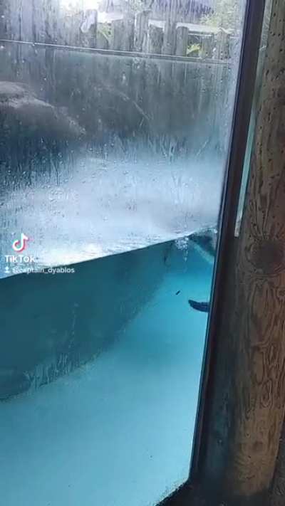 Penguin got the zoomies