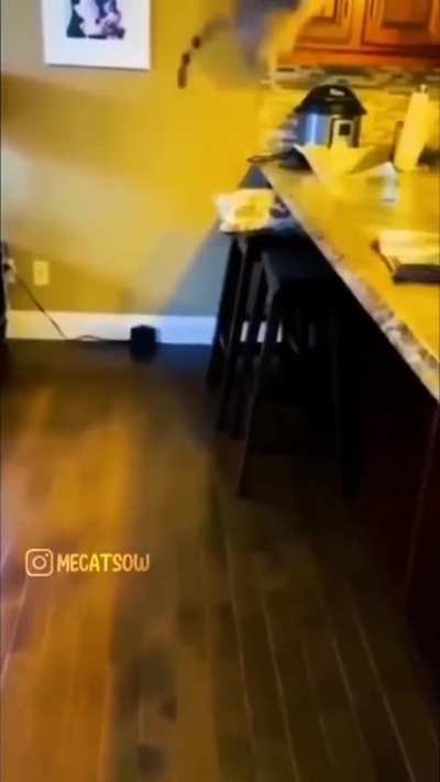 Compilado de gato.